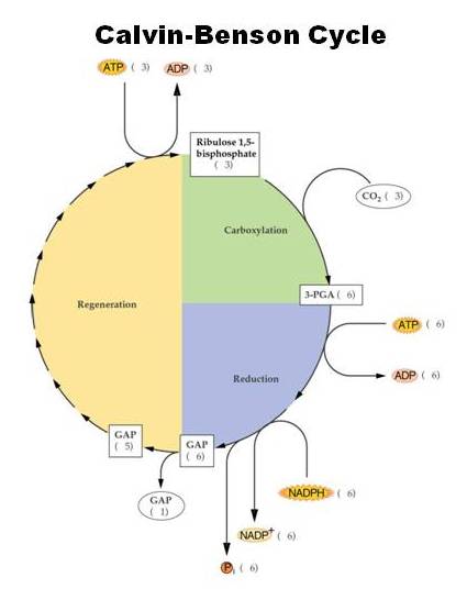 Calvin Cycle Calvin Benson Cycle Or Other Plant Science Today