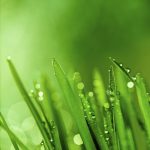 dewy grass green background_000012071748