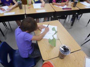 1st grade Fascination of Plant 3