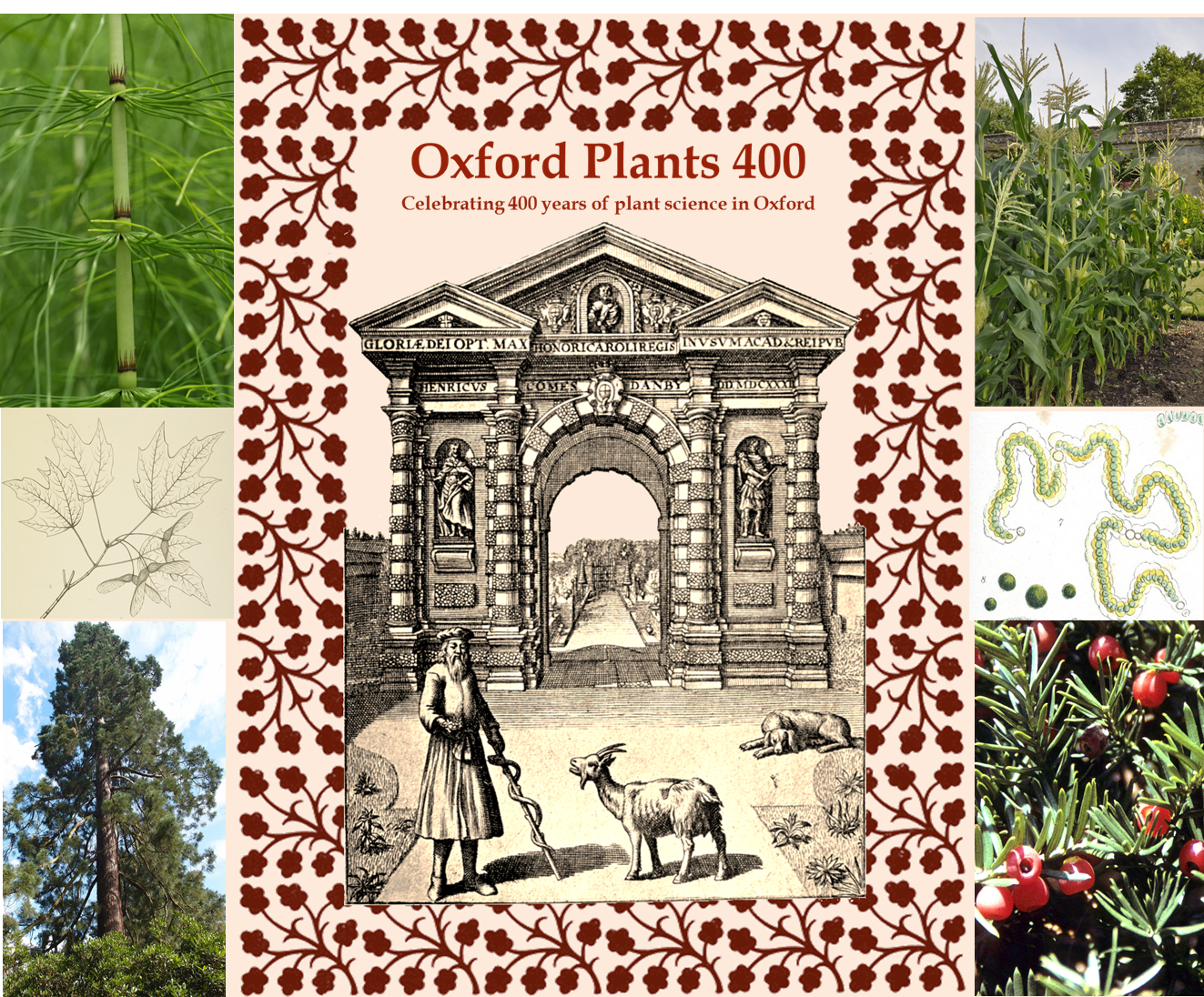 Plants In The News October 30 2015 Oxford Plants 400 Plant Science Plants In The News October 30 2015 Oxford Plants 400 Plant Science