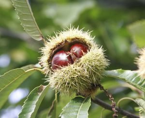 European sweet chestnuts Castanae sativa (Fir0002/Flagstaffotos: CC BY-NC).