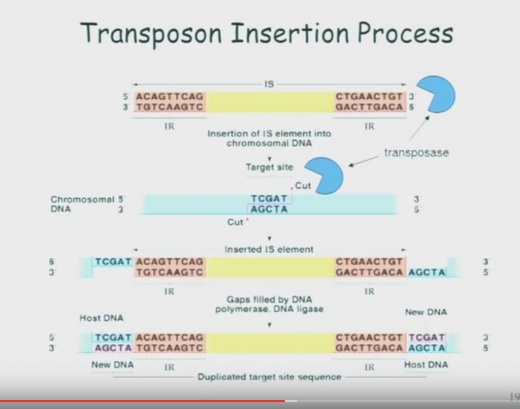 plant-molecular-genetics-video-lecture-series-plant-science-today