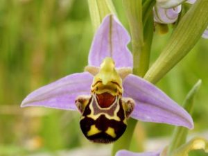 beeorchid