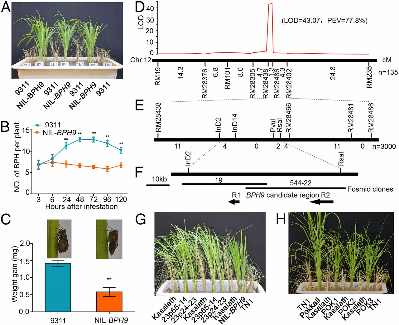 Bph In Rice What We’re Reading: Oct 28 | Plant Science Today