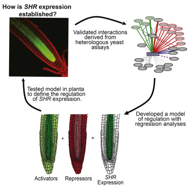 Extra Short Root What We’re Reading: Nov 4 | Plant Science Today