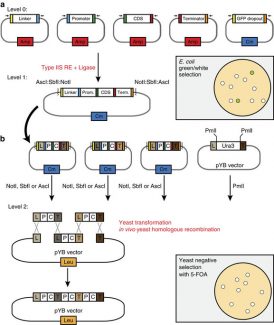 Robust Synthetic Method Development What We’re Reading: Nov 4 | Plant Science Today