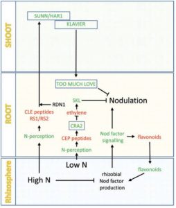 nodulenregulation