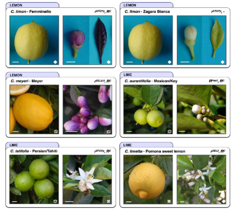 What We’re Reading February 17 Plant Science Today