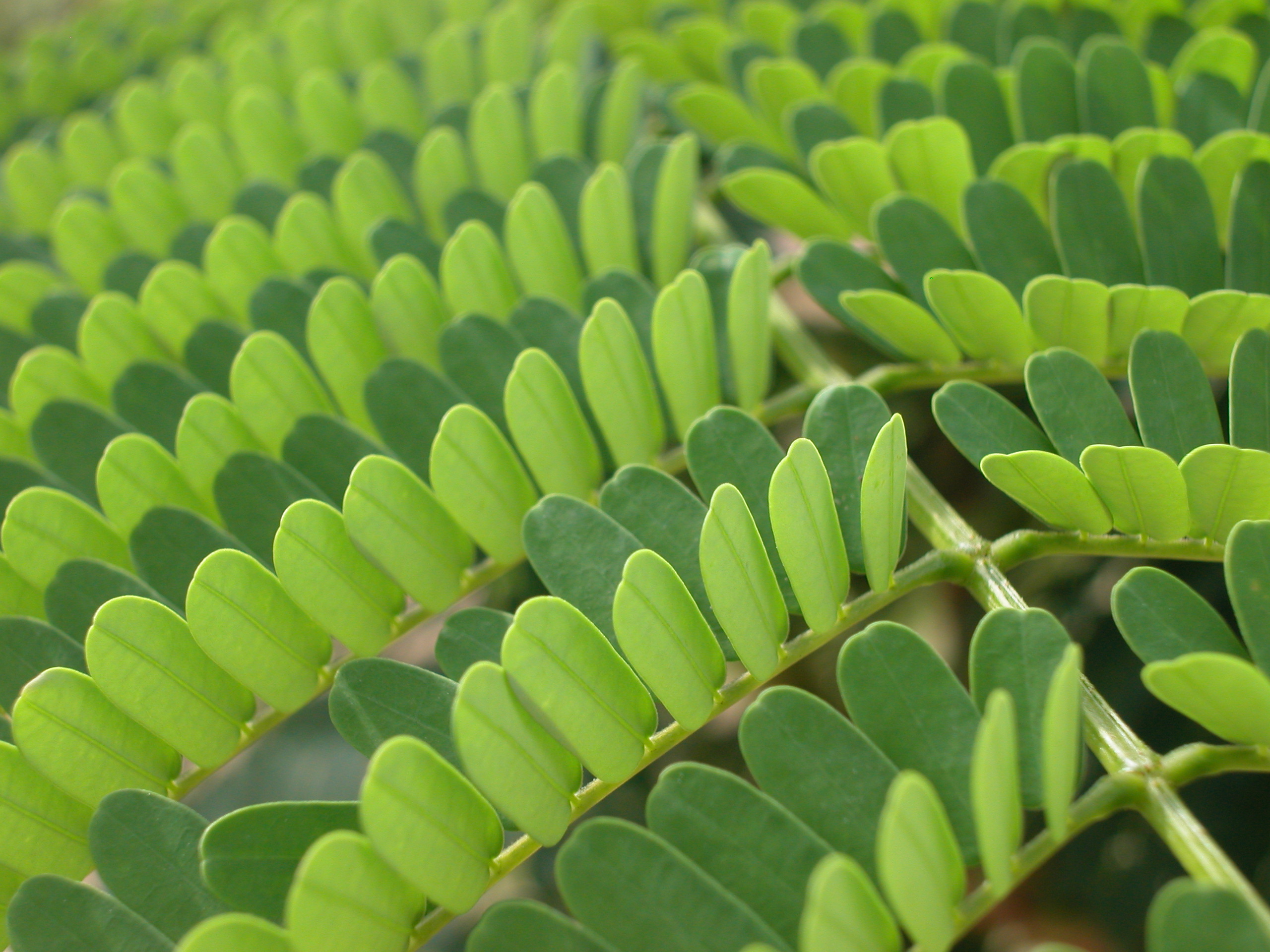 FoPDUSA 2015 CONTEST WINNERS Plant Science Today